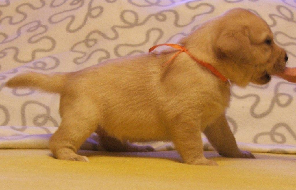 labrador biszkoptowe szczeniaki — zdjęcie 7