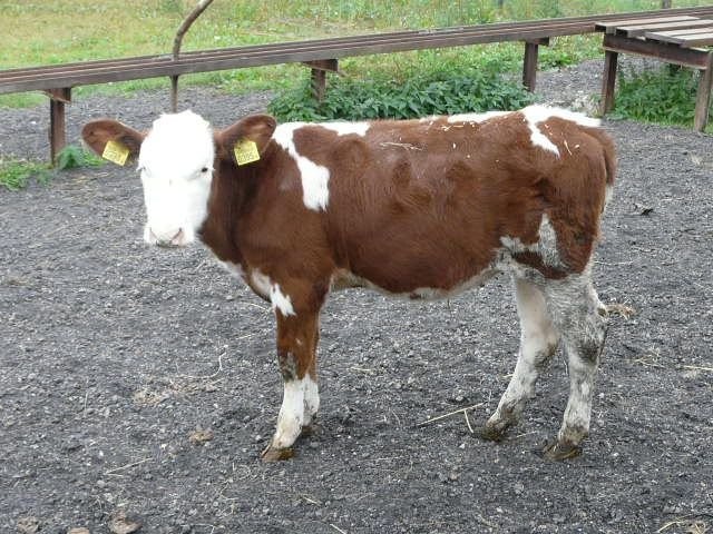 Jałówki miesne(mieszańce) 50% simentaler i limouse w wadze od 100-450k