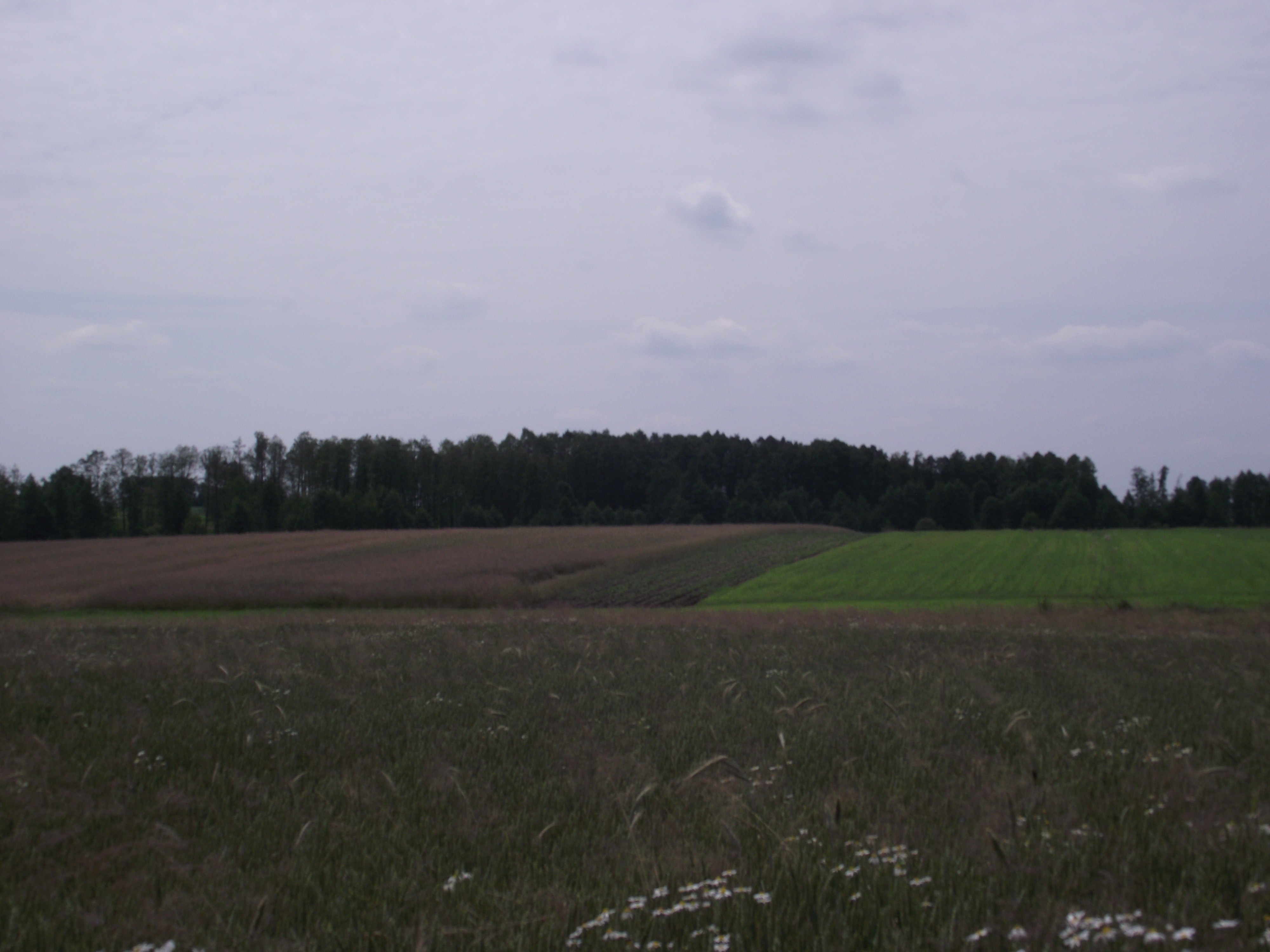 Sprzedam gospodarstwo rolne, Waliska, pow. miński. — zdjęcie 7