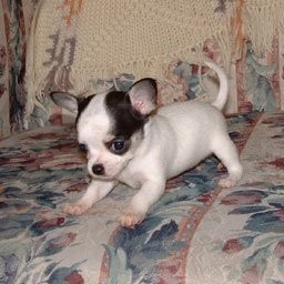 Chihuahua szczenięta Adorable Dla Przyjęcie