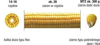 KUKURYDZA MAGITOP SYNGENTA FAO 260 MATERIAŁ SIEWNY — zdjęcie 1