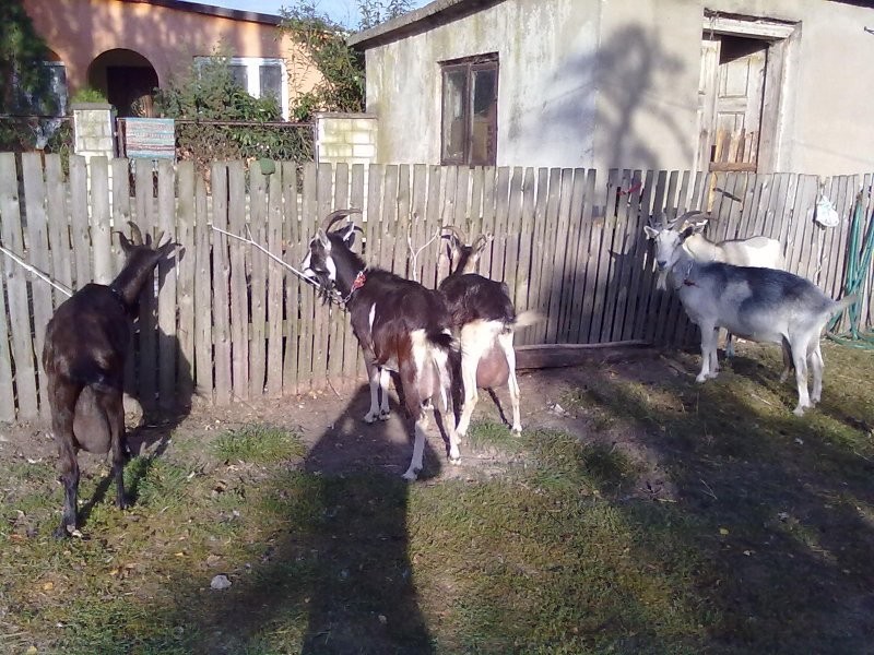KOZY WYSOKOMLECZNE — zdjęcie 3