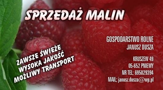 Sadzonki maliny Glen Ample