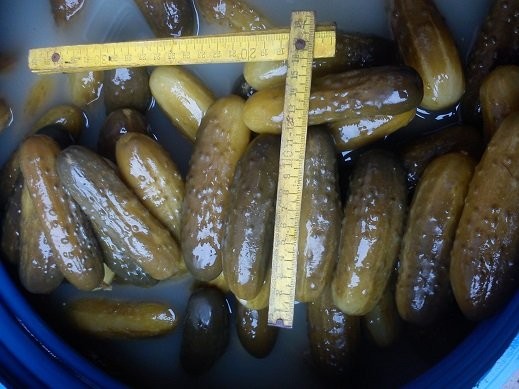 sprzedam ogórka kwaszonego