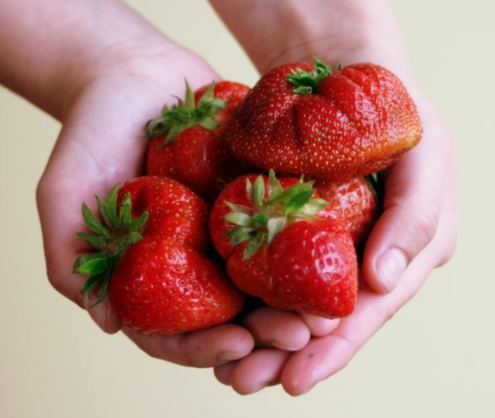 Sadzonki truskawek frigo i zielone z certyfikatem — zdjęcie 2