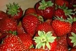 SADZONKI TRUSKAWEK  Kama FRIGO A z certyfikatem — zdjęcie 1