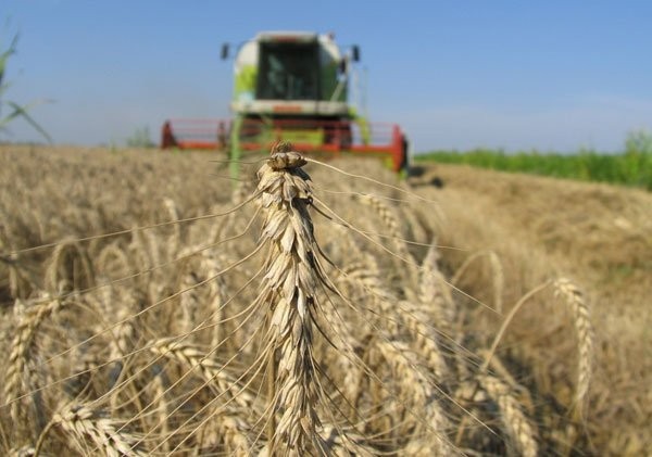 Milling wheat for sale in Hungary