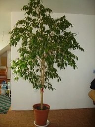 Figowiec Benjamiński 260 cm w świetnej cenie!!! — zdjęcie 3