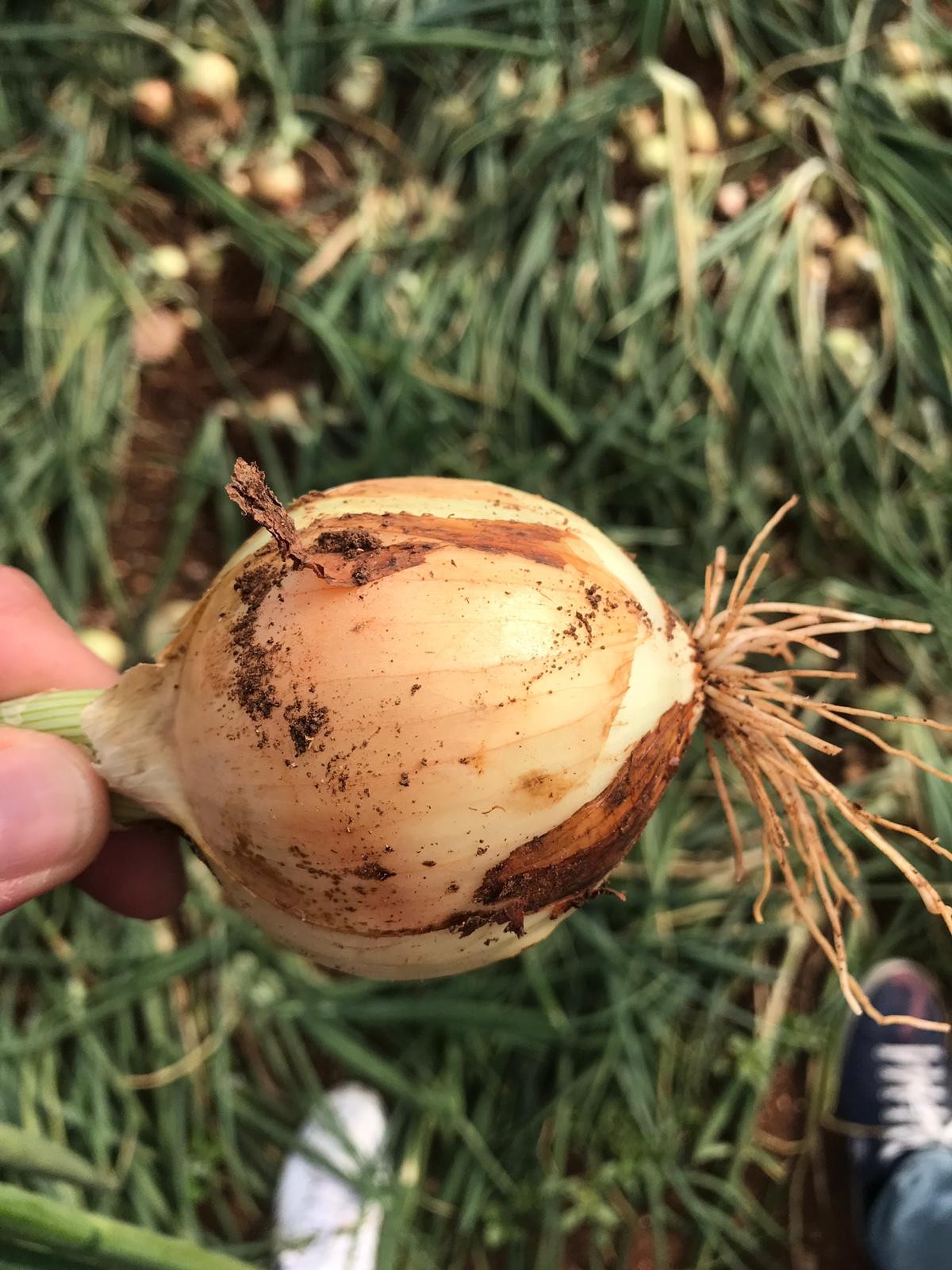Import Cebula uzbekistanu — zdjęcie 1