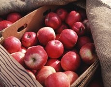 OBORNIK GRANULOWANY FERTIPLUS worki 25 kg — zdjęcie 5