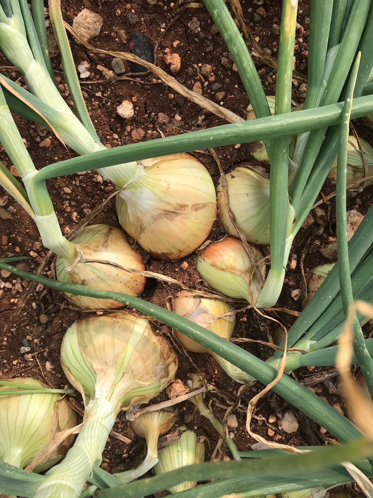 Import Cebula uzbekistanu — zdjęcie 5