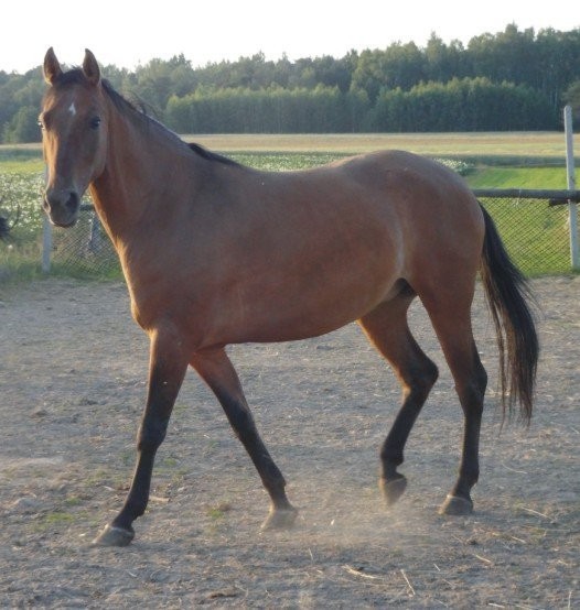 Klacz 4-letnia — zdjęcie 1
