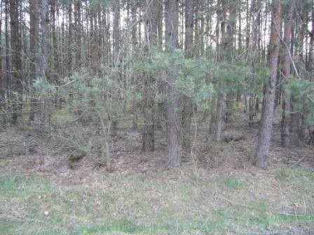działka leśna 6100m2