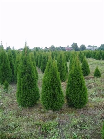 Thuja Smaragd