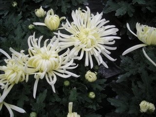 chryzantemy sprzedam — zdjęcie 6