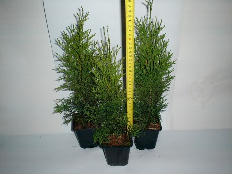 Tuja Thuja Smaragd Szmaragd  35-40 cm — zdjęcie 2