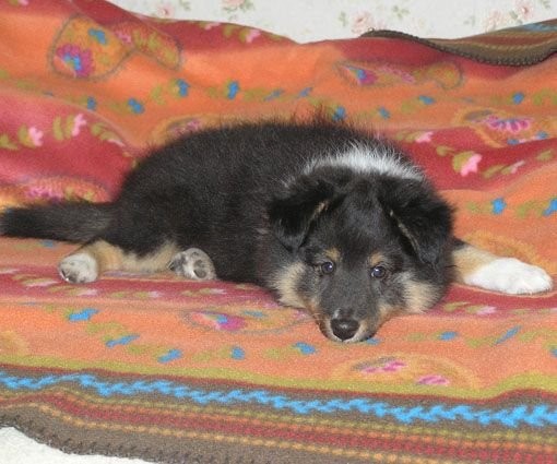 owczarek szetlandzki (sheltie) — zdjęcie 3