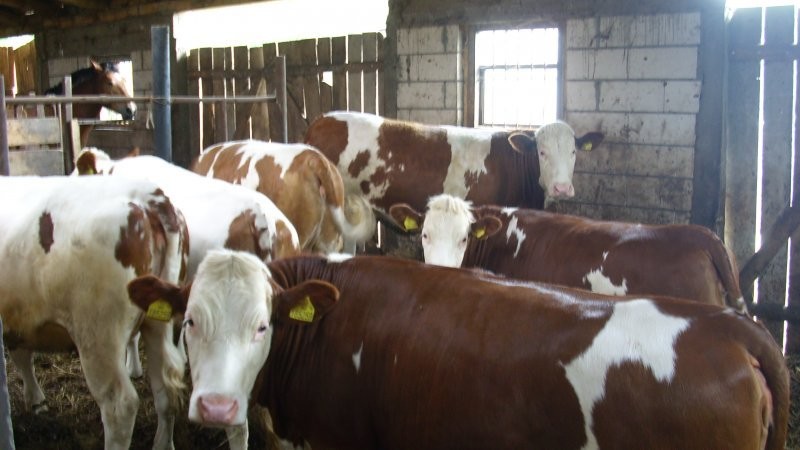Jałówki, krowy Simmentaler, Montbeliarde — zdjęcie 3