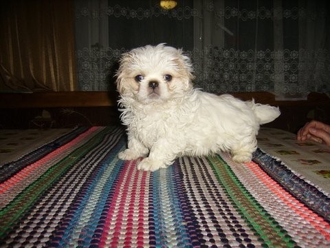 Pekinczyki — zdjęcie 2