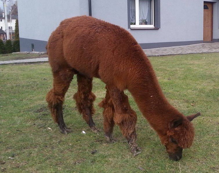 Sprzedam samca alpaki Huacaya. — zdjęcie 4