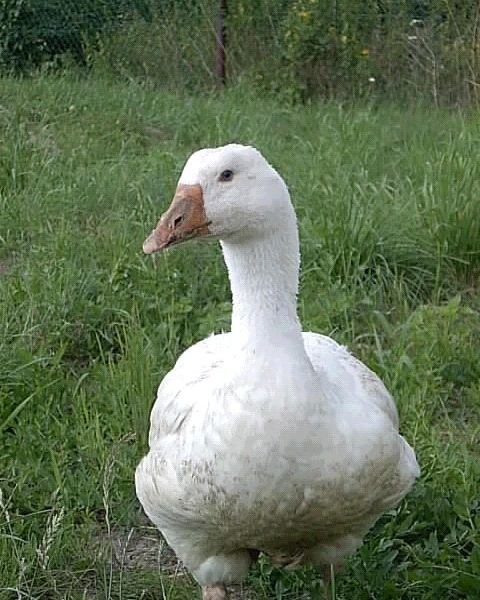 GĘSI KONTRAKTACJA