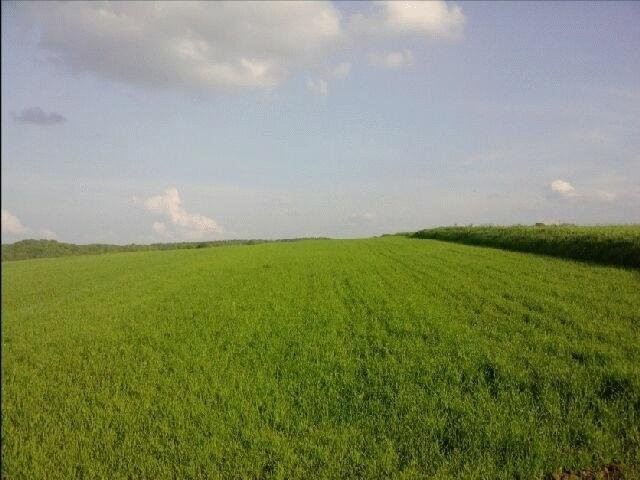 Działka do sprzedania — zdjęcie 2