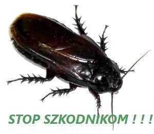 P.U.H.KAJA DEZYNSEKCJA-DERATYZACJA HACCP — zdjęcie 1