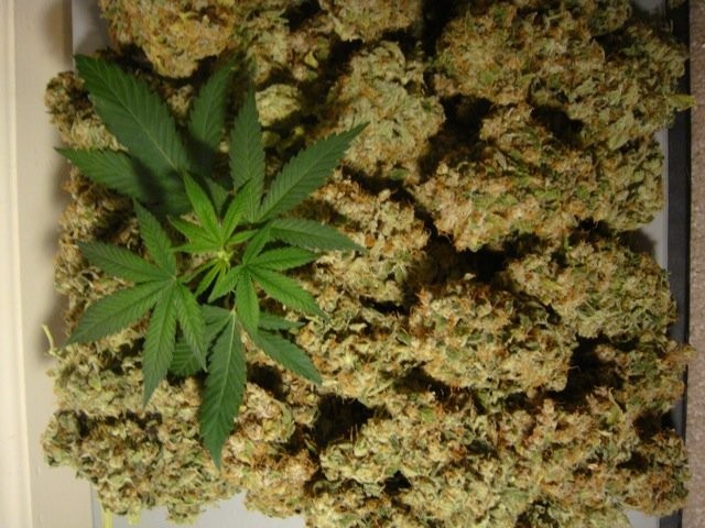 Hemp seeds, Cannabis Seeds, Marijuana seeds — zdjęcie 1