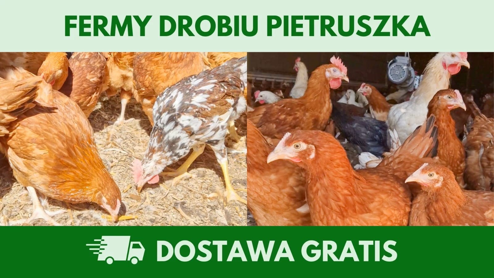 Kury nioski 12–20 tyg. | Dostawa GRATIS | Ferma Drobiu — zdjęcie 2