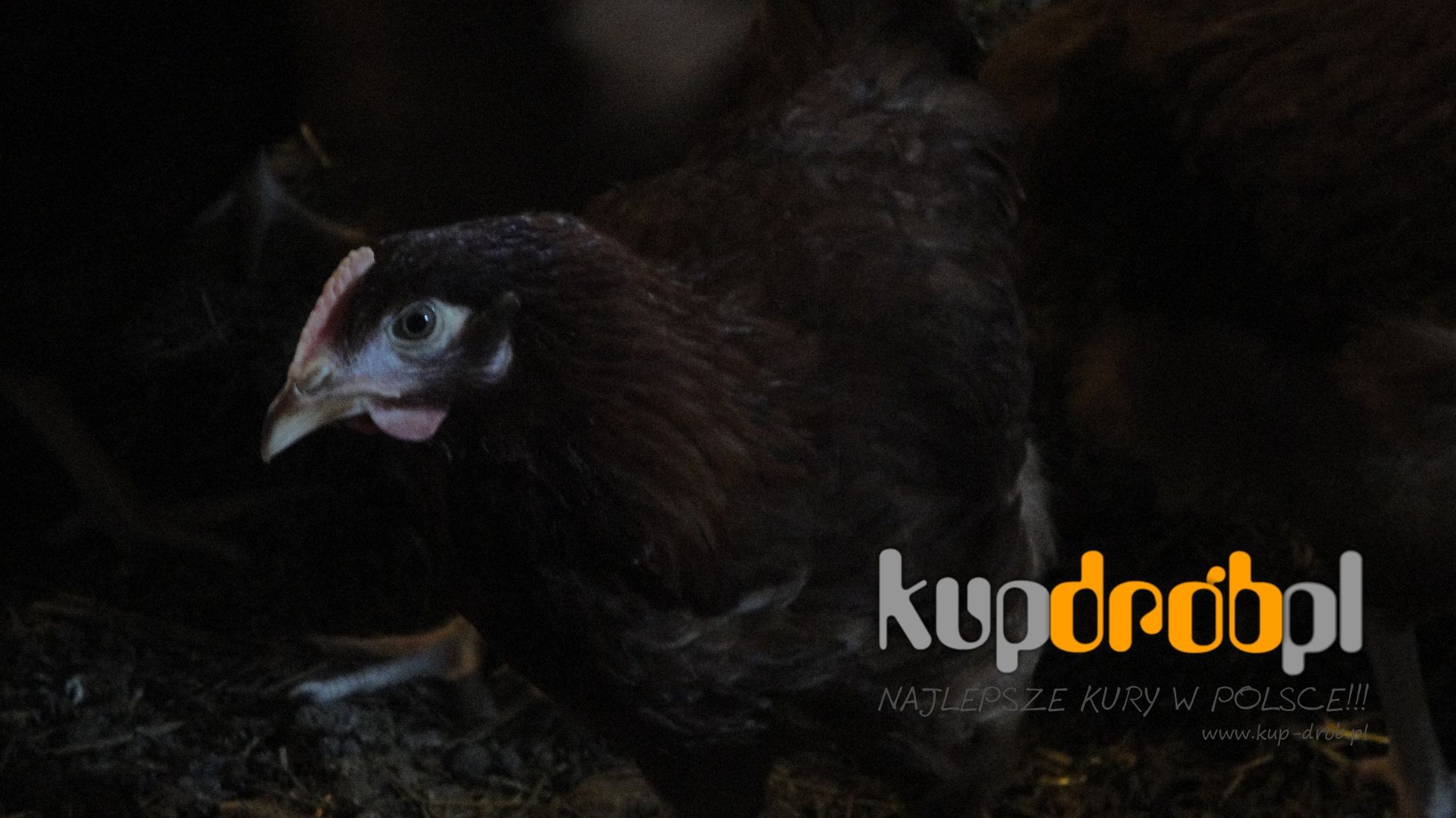 KURY Nioski ROSA 14 tyg. - Piękne! Uczciwy wiek !! JAKOŚĆ NAJWYŻSZA!! — zdjęcie 3