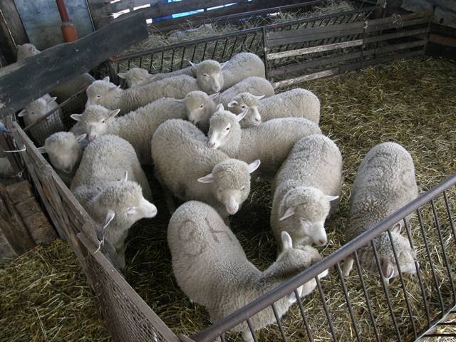 Sprzedam owce jarki rasa wielkopolska — zdjęcie 3