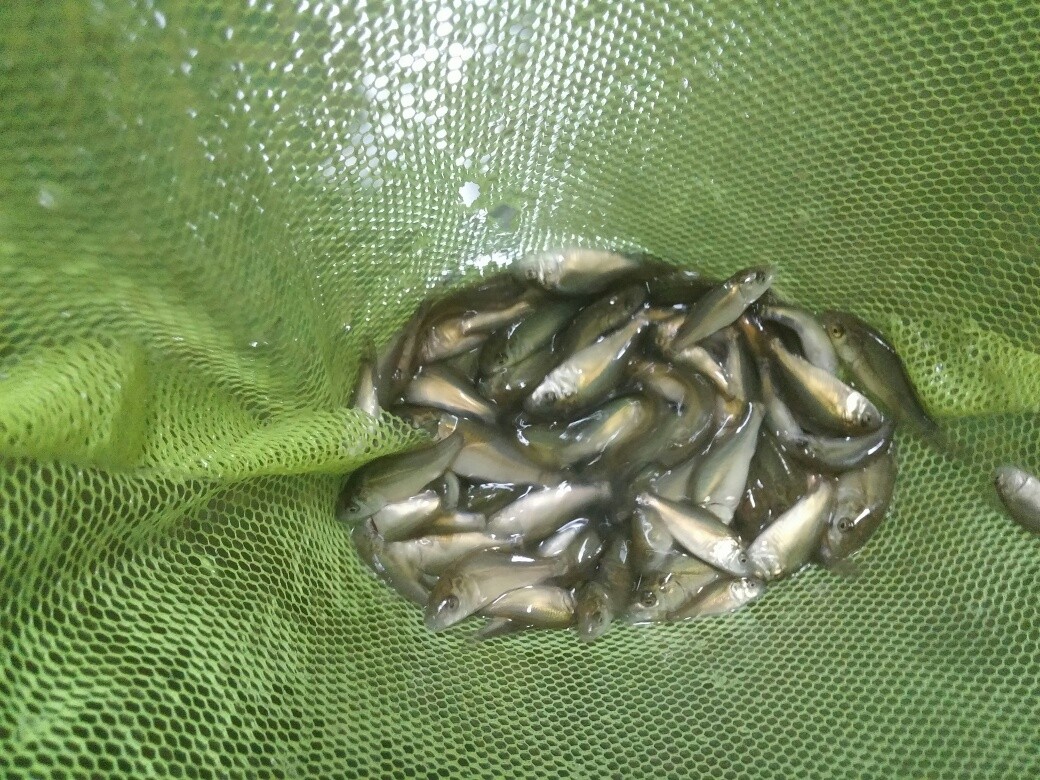 karp lipcówka