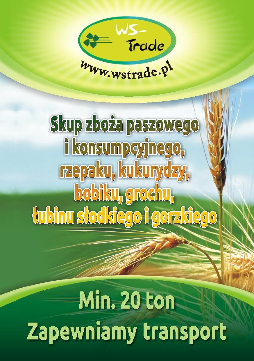 kupię łubin- skup łubinu
