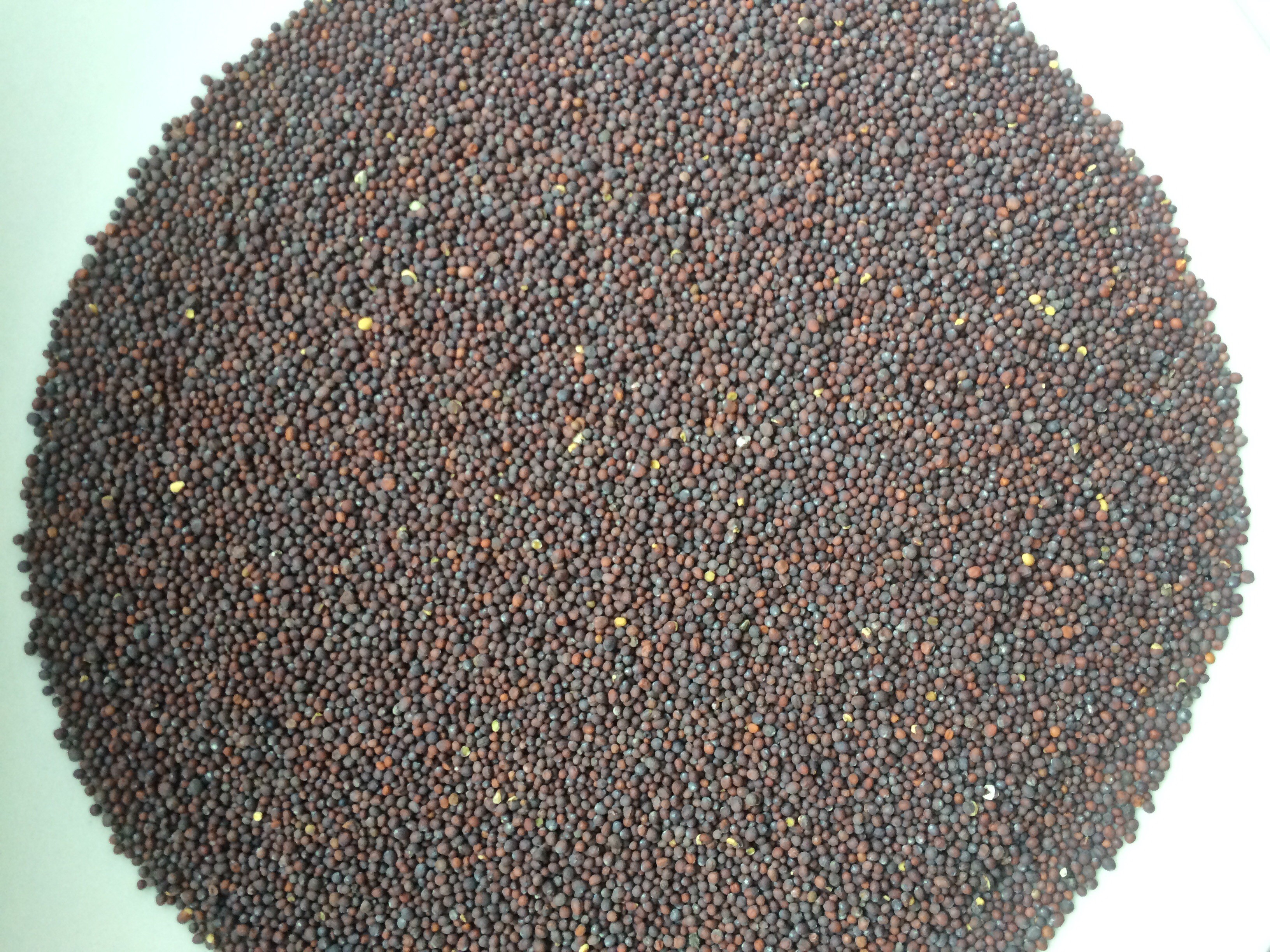 Sprzedam Gorczyca Czarna 150 ton
