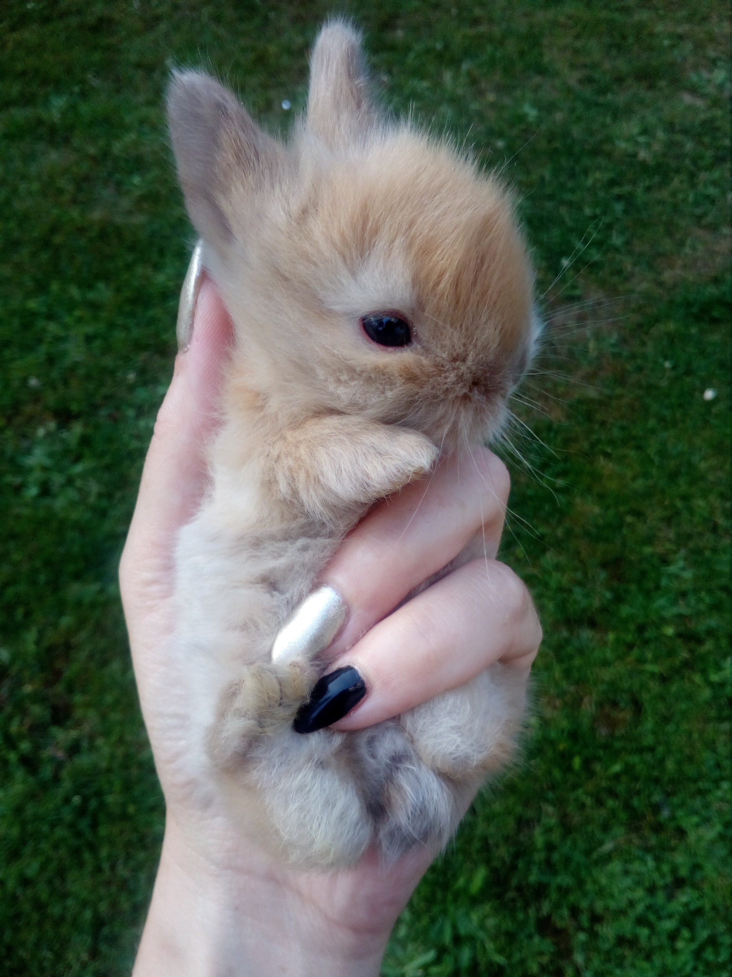 Króliki karzełki teddy — zdjęcie 5