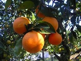 owoce cytrusowe