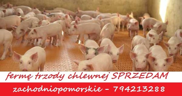 Fermę trzody chlewnej sprzedam