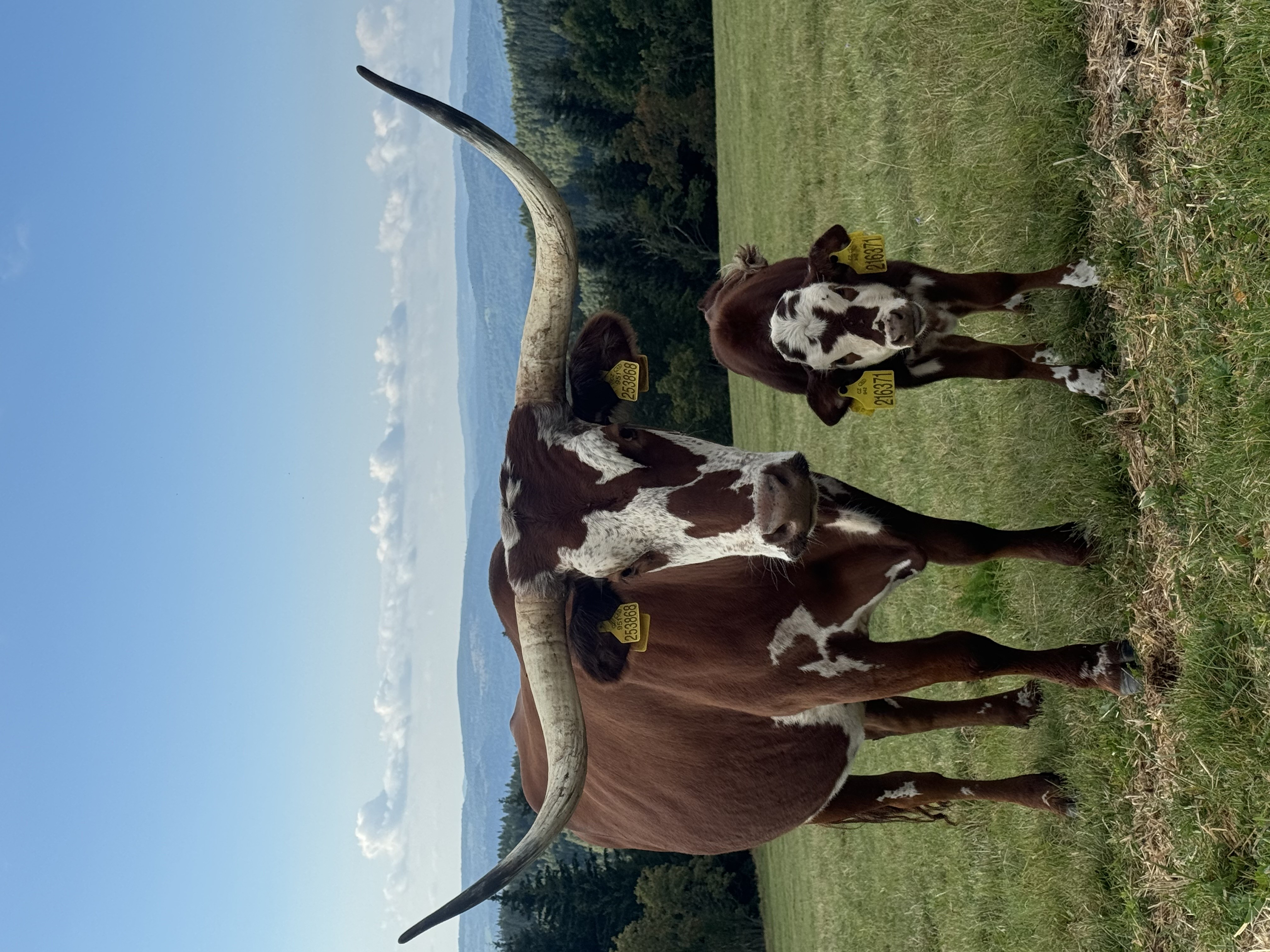 Texas longhorn for sale — zdjęcie 7