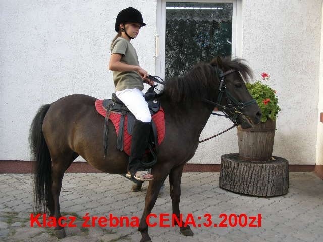 kuce klacze zrebne  i Walijska klacz żrebna — zdjęcie 3