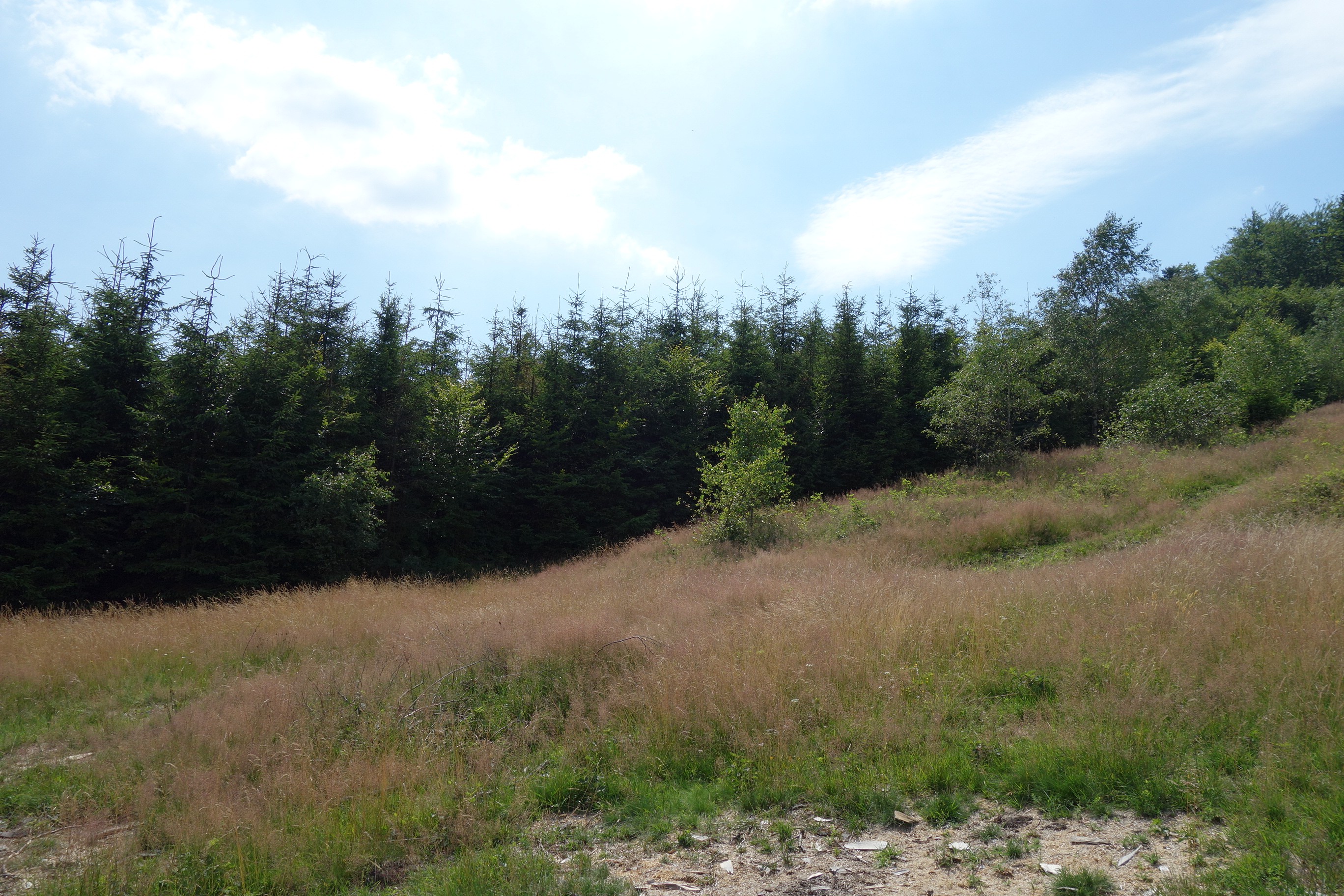 Beskidy Brenna 2,53 ha z prawem zabudowy blisko wyciągu orczykowego — zdjęcie 4