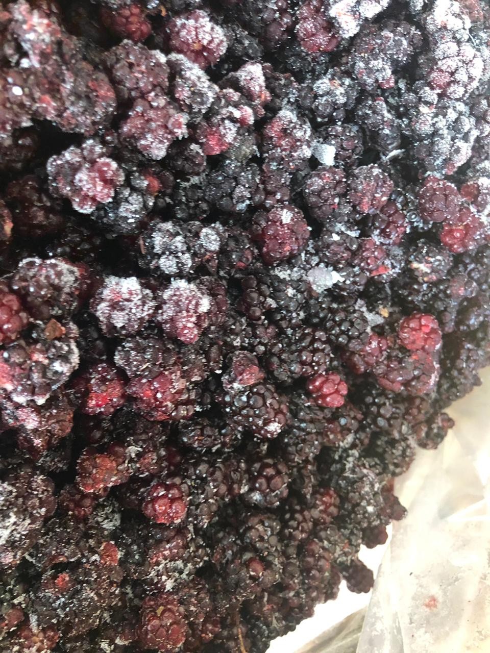 Jeżyna (blackberry) mrożona Brix 10. Out Sort (jagoda przemysłowa)  — zdjęcie 2