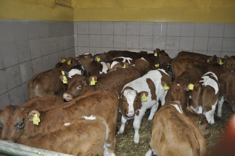 BYCZKI MIĘSNE CAŁY KRAJ NAJWIEKSZY WYBÓR — zdjęcie 3