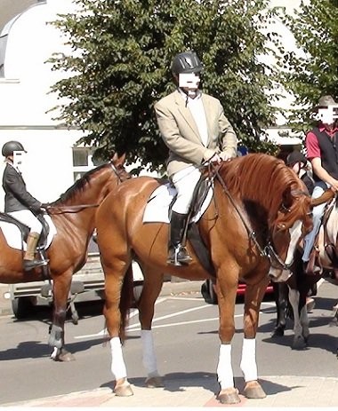 Klacz wielkopolska