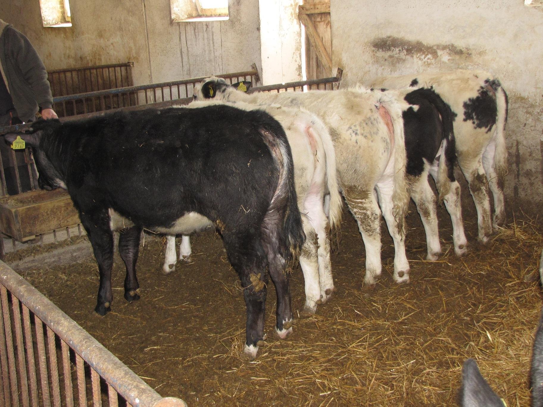Byczki oraz Jałówki Belgian Blue i Simentaler — zdjęcie 2
