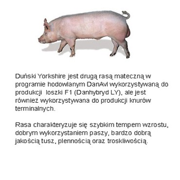 Pewne warchlak importowanei z Danii — zdjęcie 3