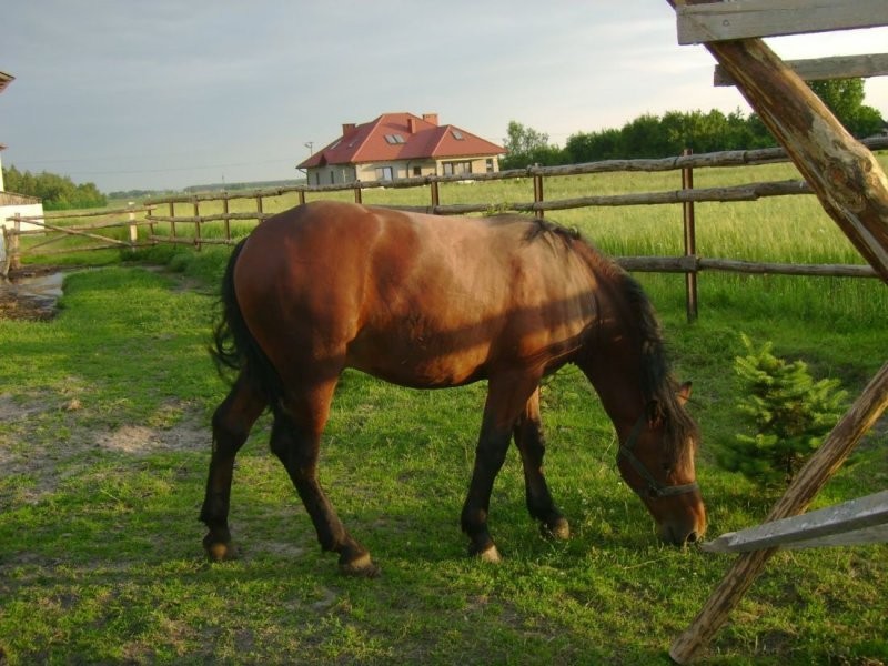 Ogierka — zdjęcie 1