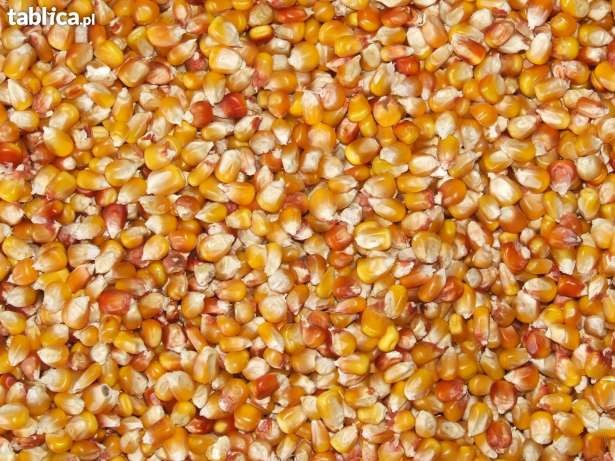 KUKURYDZA do produkcji roślinno - zwierzęcej. PRZECZYTAJ WARTO !!! — zdjęcie 2