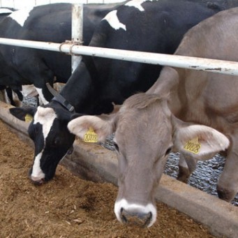  Ukraina.Wolowina,zywiec.Byki miesne 4 zl/kg,cieleta mleczne 5 zl/kg.
