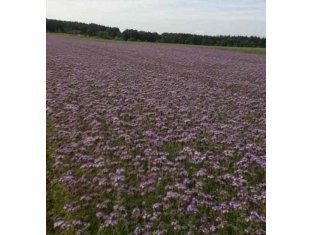 Facelia błękitna stala ze zbioru 2013
