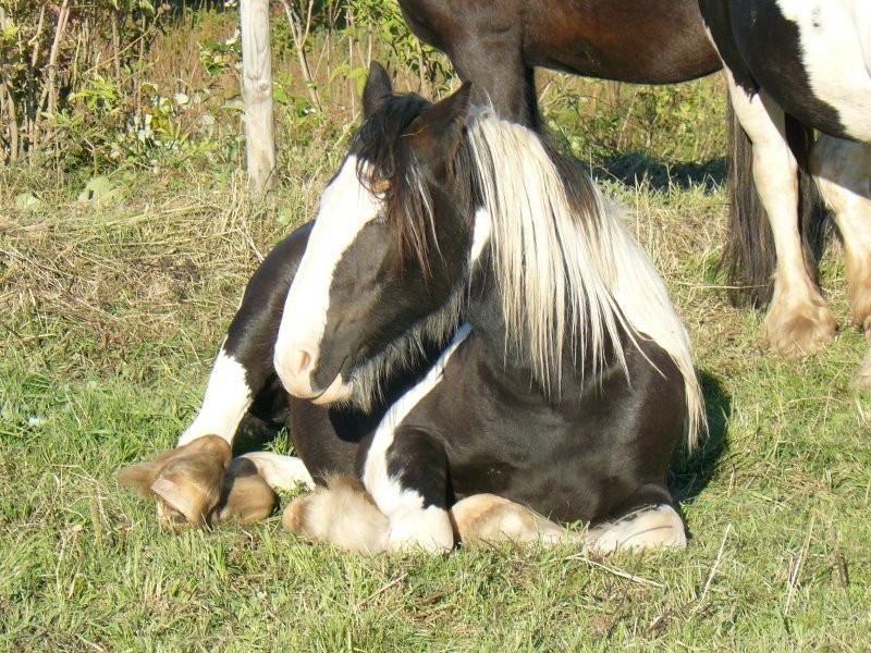 KUPIĘ SIANO, SŁOMĘ, OWIES